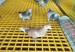 養殖場玻璃鋼格柵